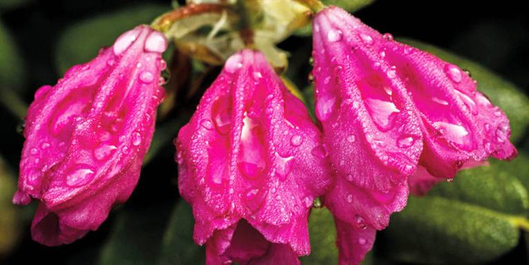 Nahaufnahme von mehreren pinkfarbene Blüten, die nass sind.